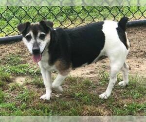 Jack Russell Terrier Dogs for adoption in Millersville, MD, USA