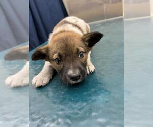 Black Mouth Cur-Unknown Mix Dogs for adoption in Mobile, AL, USA