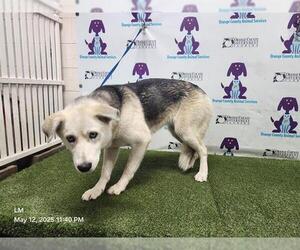 Siberian Husky-Unknown Mix Dogs for adoption in Orlando, FL, USA