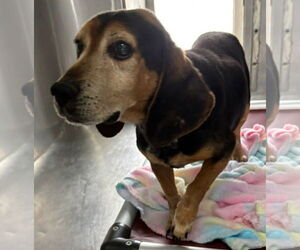 Beagle-Unknown Mix Dogs for adoption in Rustburg, VA, USA
