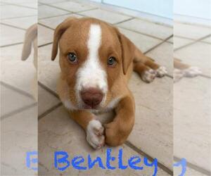 Labrador Retriever-Unknown Mix Dogs for adoption in Jefferson, NJ, USA