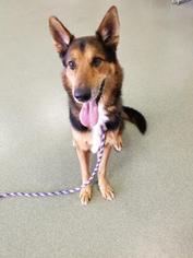 German Shepherd Dog-Unknown Mix Dogs for adoption in Colfax, IL, USA