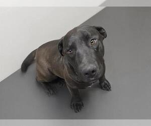 American Pit Bull Terrier-Unknown Mix Dogs for adoption in HESPERIA, CA, USA