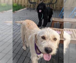 Retriever -Unknown Mix Dogs for adoption in Alexandria, VA, USA