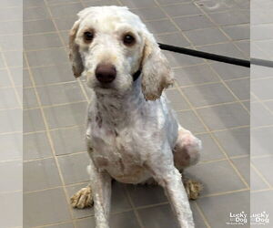 Mutt Dogs for adoption in Washington, DC, USA