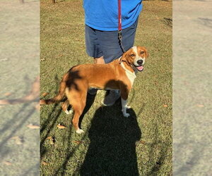 Borador Dogs for adoption in Mt. Laurel, NJ, USA