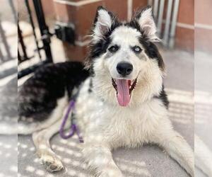 Border Collie-Siberian Husky Mix Dogs for adoption in Aurora, CO, USA
