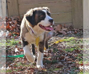 Saint Bernard-Unknown Mix Dogs for adoption in Union, WV, USA