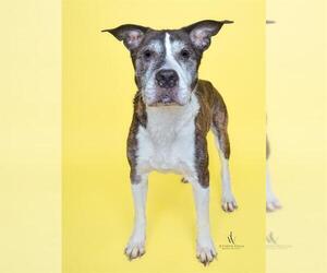 Labrador Retriever-Unknown Mix Dogs for adoption in Forestville, MD, USA