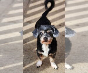 Shih Tzu Dogs for adoption in Walnutport, PA, USA