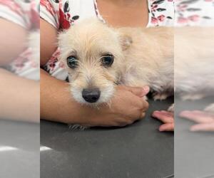 Mutt Dogs for adoption in San Martin, CA, USA