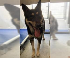 German Shepherd Dog-Unknown Mix Dogs for adoption in Camarillo, CA, USA