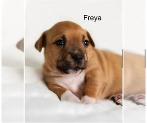 Jack-A-Poo Dogs for adoption in Bellevue, WA, USA