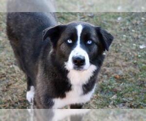 Border-Aussie Dogs for adoption in Mankato, MN, USA