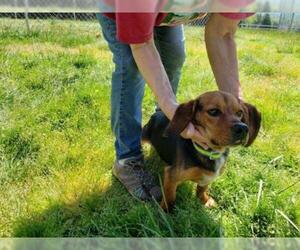 Beagle Dogs for adoption in Forest, VA, USA
