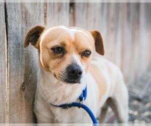 Jack Chi Dogs for adoption in El Cajon, CA, USA