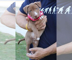 Mutt Dogs for adoption in Bandera, TX, USA