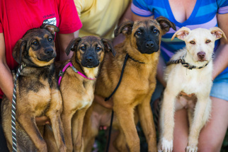 Golden Shepherd Dogs for adoption in El Cajon, CA, USA