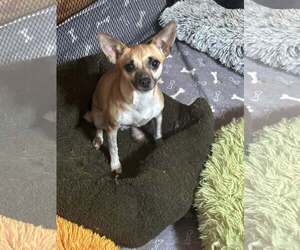Chihuahua-Unknown Mix Dogs for adoption in Jackson Township, NJ, USA