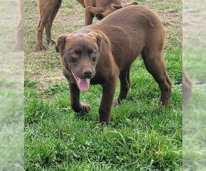 Chocolate Labrador retriever-Unknown Mix Dogs for adoption in Ridgefield, CT, USA