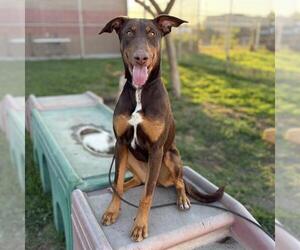 Doberman Pinscher Dogs for adoption in Modesto, CA, USA