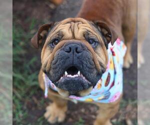 Bulldog Dogs for adoption in San Antonio, TX, USA