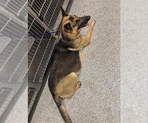 German Shepherd Dog Dogs for adoption in Houston, TX, USA