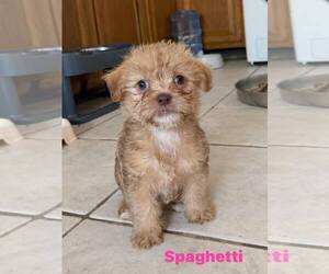 Border Terrier-Dachshund Mix Dogs for adoption in Cave Creek, AZ, USA