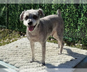 Miniature Schnauzer-Unknown Mix Dogs for adoption in Santa Cruz, CA, USA