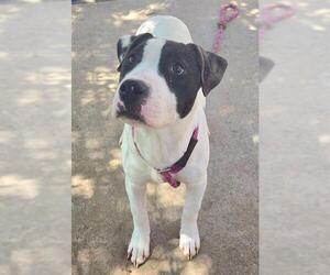 American Pit Bull Terrier-Unknown Mix Dogs for adoption in Sacramento, CA, USA