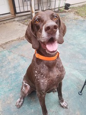 Small German Shorthaired Pointer Mix