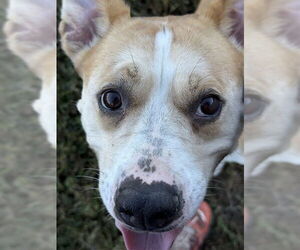 Carolina Dog-Unknown Mix Dogs for adoption in Forestville, MD, USA