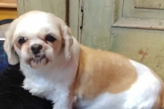 Shih Tzu Dogs for adoption in Beloit, WI, USA
