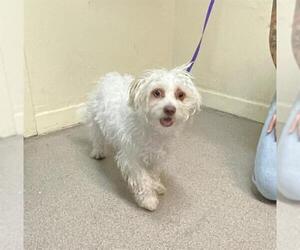 Mutt Dogs for adoption in Pasadena, CA, USA