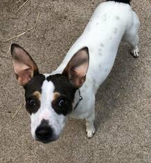 Jack-Rat Terrier Dogs for adoption in Clarkston, MI, USA
