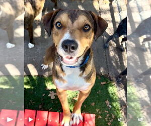 Mutt Dogs for adoption in Canton, CT, USA