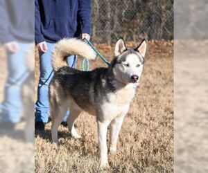 Siberian Husky Dogs for adoption in Glen Allen, VA, USA