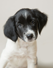 Medium Photo #1 Australian Shepherd-English Springer Spaniel Mix Puppy For Sale in Crystal, MN, USA