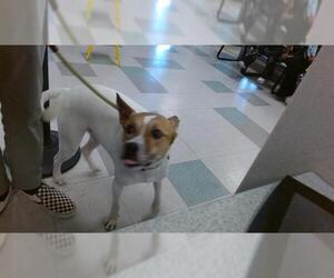 Mutt Dogs for adoption in Oklahoma City, OK, USA