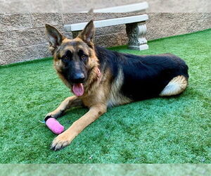 German Shepherd Dog Dogs for adoption in Moreno Valley, CA, USA