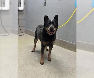 Mutt Dogs for adoption in Las Vegas, NV, USA