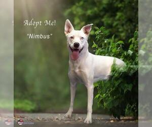 Australian Shepherd-German Shepherd Dog Mix Dogs for adoption in Santa Clarita, CA, USA