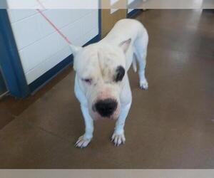 Dogo Argentino Dogs for adoption in Temple, TX, USA