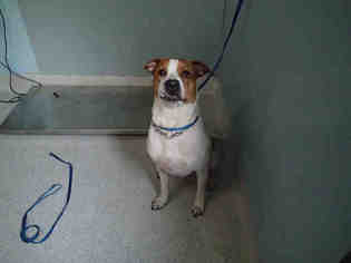 Pointer Dogs for adoption in Tallahassee, FL, USA