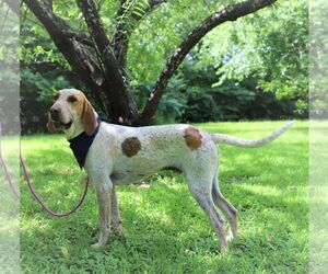 English Coonhound Dogs for adoption in Rockaway, NJ, USA