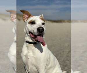 Jack Russell Terrier-Unknown Mix Dogs for adoption in Holly Springs, NC, USA