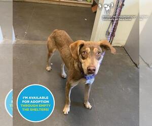 Doberman Pinscher-Unknown Mix Dogs for adoption in Santa Cruz, CA, USA