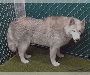 Siberian Husky Dogs for adoption in Downey, CA, USA