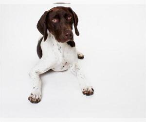 Pointer Dogs for adoption in Burbank, CA, USA