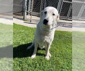 Great Pyrenees Dogs for adoption in Oakdale, CA, USA